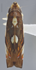 Habitus, dorsal view on Diedrocephala variegata (Fabricius, 1775): Dorsal. Color variation. (Observation).