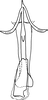 Aedeagus, ventral view on Anufrievia quadrata Cao & Zhang, 2018: Aedeagus, ventral view (paratype). (Observation).