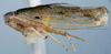 Habitus, lateral view: !! display not done !! on T2460: Loeia Duan, 2017: (Observation).