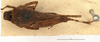 CollectionObject 1521838; OUM 709, 988a3cce-d80f-45fe-8381-b7b0b7871dfa: female, dorsal view (holotype of Systolederus ridleyi). (CollectionObject).