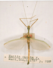 CollectionObject 1559686; 8203500b-800d-4caf-ae78-722a8d7f4f62: copyright ZMUC [Copenhagen]. male of Mantis rosea (lectotype). (CollectionObject).