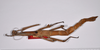 CollectionObject 1563692; 4daa8284-f6e6-4c2b-bfe8-ac1a0cd68702: copyright ANSP. female, dorsal view (paratype). (CollectionObject).