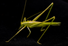 CollectionObject 2323414; c7069037-28a4-4776-b257-4cfb164d66b9: Male, lateral view. (CollectionObject).