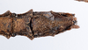 CollectionObject 1558791; 65716cc0-ae0c-4467-87da-86588846a8ea: copyright ZMUH, Hamburg. female: end of abdomen, ventral view of synonym Galactea titschacki (paratype). (CollectionObject).