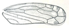 Forewing: !! display not done !! on Cosmotettix (Cosmotettix) Ribaut, 1942: Cosmotettix delector, forewing. (Observation).
