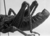 CollectionObject 1506189; 4a844032-60c1-47be-869b-82e8ca97dbe6: Image Carbonell, C.S. male abdomen, lateral view (lectotype). (CollectionObject).