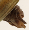 CollectionObject 1530613; 97680aca-b438-4491-86a4-4c961f30e976: male abdomen tip, lateral view (syntype). (CollectionObject).
