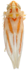 Habitus, dorsal view on Erythridula parsonsi (Hepner, 1976): Habitus (paratype, MSU collection). (Observation).