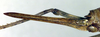 CollectionObject 1502602; 35764560-1a36-44fc-8b94-76286b0353bd, DORSA BTanaschP01: ovipositor (holotype of Anadolua rammei). (CollectionObject).