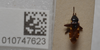 Potamiaena aurifera Distant, 1910: Potamiaena aurifera. Lectotype- dorsal habitus. (BMNH) - (CC BY-NC 4.0) Photo by Stuart Cole, reproduced with permission from the Natural History Museum, London, UK. (Otu).