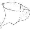 Pygofer, lateral view on Arboridia (Arboridia) sexprocessa Song, Li & Dietrich, 2016: Pygofer, lateral view. (Observation).