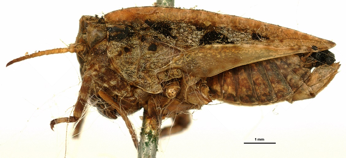 female, lateral view (syntype). Depicts CollectionObject 1578176; OUM 735 4/4, a7ef7d67-db95-4c3b-81f8-c0fced7ffdee, a CollectionObject.