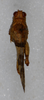 CollectionObject 1579152; f7e90377-e3f4-483f-b102-cd6bcb697e78: male, dorsal view. (CollectionObject).