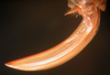 CollectionObject 1543524; d183bbfe-399c-42a2-a969-6df0e181cf3c: ovipositor (syntype). (CollectionObject).