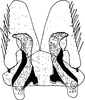 Subgenital plate: !! display not done !! on Jassargus Zakhvatkin, 1933: Subgenital plate. (Observation).