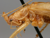 CollectionObject 1517473; 8027fc36-70d7-456c-8d0f-589228f93112: male pronotum lateral (holotype). (CollectionObject).