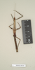 CollectionObject 1557329; NHMUK(SF IMPORT DUPLICATE) 844506, ecfddf4a-e959-477a-9f7e-ec6a48daecf7: copyright Natural History Museum, London. synonym Dyme depressa female (syntype). (CollectionObject).