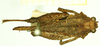 CollectionObject 1597053; c25db126-3dc4-4b7f-81d1-f1fe256db9e6: female (no type), dorsal view. (CollectionObject).