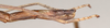 CollectionObject 1558222; 7af28211-3668-4ad1-96d5-58bdc23ad268: copyright UMO. female of synonym Bacillus hyphereon: end of abdomen, lateral view (paralectototype). (CollectionObject).