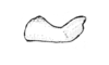Jivarus americanus Giglio-Tos, 1898: Fig. 141. male cercus. (Otu).