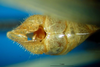CollectionObject 1502878; 2aa98a45-b30b-4d26-8ded-24b1d3c9e8be: male cerci. (CollectionObject).
