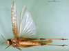 female, ventral view (syntype of Locusta migratoria burmana). Depicts CollectionObject 1564796; ff456b93-7b3b-4fdc-bf1d-bfff8c787574, a CollectionObject.