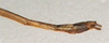 CollectionObject 1560095; NMW 1009, 29d168bf-ceb4-47b2-bdd7-93da43088217: copyright NMW, Vienna. male: end of abdomen, lateral view of synonym Aruanoidea fracta (holotype). (CollectionObject).
