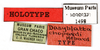 CollectionObject 1587587; MNHN(SF IMPORT DUPLICATE) MNHN-EP-EP1498, 9b7c6176-b632-410c-bcb8-0750e50247d2: CC BY-NC-ND 4.0/MNHN - Depraetere Marion - 2014. Holotype, male, of chopardi Hebard, 1921. Specimen number: MNHN-EP-EP1498. http://coldb.mnhn.fr/catalognumber/mnhn/ep/ep1498. (CollectionObject).
