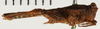 CollectionObject 1572902; NHRS NRM-ORTH 13120, 951c4d78-65db-4bb8-86f3-53ab3066d1e9: female, lateral view (not personatus). (CollectionObject).
