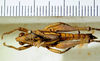 CollectionObject 1498820; e2d41211-d613-4a90-943b-3f673d1cf712: 2012. male, dorsal view. (CollectionObject).