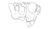 Talamancacris palustris Rowell, 1995: Fig. 6B. male head and pronotum, lateral view. (Otu).