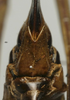 CollectionObject 1535143; 338ed26c-56fd-4f96-bf0a-717b266e2db5, MNCNn. 461: female subgenital plate (lectotype). (CollectionObject).