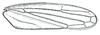 Forewing: !! display not done !! on Spangbergiella Signoret, 1879: Spangbergiella vulnerata, forewing. (Observation).