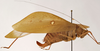 CollectionObject 1534633; 28a4edff-dea8-4471-a62a-d85f9f355b5b: female, lateral view (syntype). (CollectionObject).