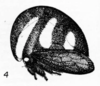 Habitus, lateral view: !! display not done !! on Membracis lunata Fabricius, 1787: (Observation).