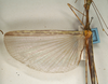 CollectionObject 1560594; 6053d9ac-52c0-4a95-bbdc-31c077963cdb: copyright NMW, Vienna. male, wings (syntype). (CollectionObject).;CollectionObject 1560595; 0b40a03b-a42d-450a-9861-7d3975014e39: copyright NMW, Vienna. male, wings (syntype). (CollectionObject).