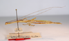CollectionObject 1557020; 0d27ecb8-263a-4d7f-9bc0-d9fd3b1cc75d: Copyright MNCN, Madrid. male, lateral view (paralectotype). (CollectionObject).