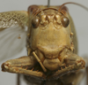 CollectionObject 1535130; 9ee3ed8b-2a5a-487e-8c6d-944c529e648b: female, frontal view (holotype). (CollectionObject).
