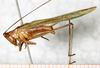 male, lateral view (syntype). Depicts CollectionObject 1531466; NMW 12793, 42621e8a-0731-43bd-9d9a-87e3344f2f43, a CollectionObject.