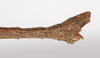 CollectionObject 1563014; 9c6c76f0-8f56-407b-908b-b2975b19d8ee: copyright MUSM. male: end of abdomen, lateral view (holotype). (CollectionObject).