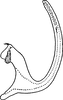 Aedeagus, lateral view on Eupteryx (Stacla) albonigra Dworakowska, 1994: Aedeagus, lateral view. (Observation).