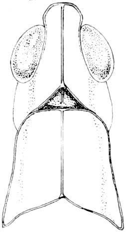 Fig. 226. female, head and pronotum, dorsal view. Depicts Morsea tamalpaisensis Rehn & Hebard, 1909, an Otu.