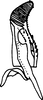 Subgenital plate, ventral view on Anufrievia grisea Dworakowska, 1976: Subgenital plate, stylus and connective. (Observation).