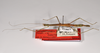 CollectionObject 1563547; 4cb63eca-55a4-4bab-a3eb-d42f21ed2c3e: copyright ZMHB, Berlin. female, lateral view (paratype). (CollectionObject).