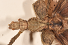 CollectionObject 1562346; 264691cf-adec-43e9-bdc3-24788b6afd26: copyright OUMNH. female: head & thorax, dorsal view of Xeroderus kirbii (lectotype). (CollectionObject).