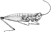 Paratela ovatipennis (Rehn, 1905): Fig. 27 (after type). female habitus (body length 15.5, pronotum 3.1, hind femur 9.2 mm). (Otu).