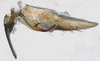 Pygofer, lateral view: !! display not done !! on T1495: Loeia Duan, 2017: (Observation).