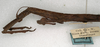CollectionObject 1559506; NMW 560, 225e756c-ecb6-49b7-b6f7-04259925a4b0: copyright NMW, Vienna. female: head and thorax, lateral view of Prisomera rusticum (holotype). (CollectionObject).