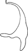 Aedeagus, lateral view on Elymana emeljanovi Dworakowska, 1968: Aedeagus, lateral view. (Observation).