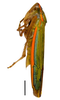 Habitus, dorsal view on Coronigoniella formosa Felix & Mejdalani, 2003: Specimen from Parque Nacional do Itatiaia, Southeastern Brazil, by C. M. F. Silva 2014. (Observation).